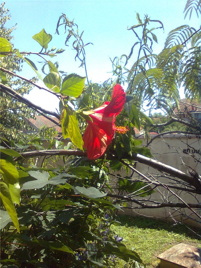 hibiskus opet